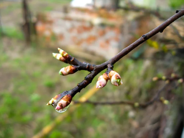 봄에는 나무의 어린 순 — 스톡 사진
