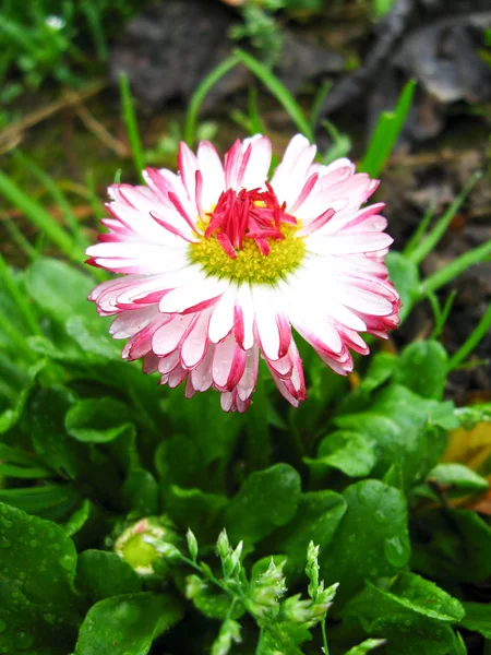 Hermosa flor rosa de una margarita — Foto de Stock