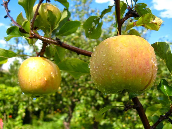 非常美味和成熟的苹果 — 图库照片