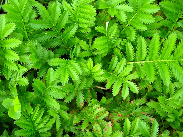 Fondo verde de las hojas — Foto de Stock