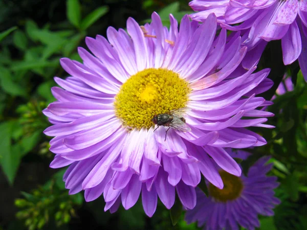 De vlieg op de blauwe aster — Stockfoto