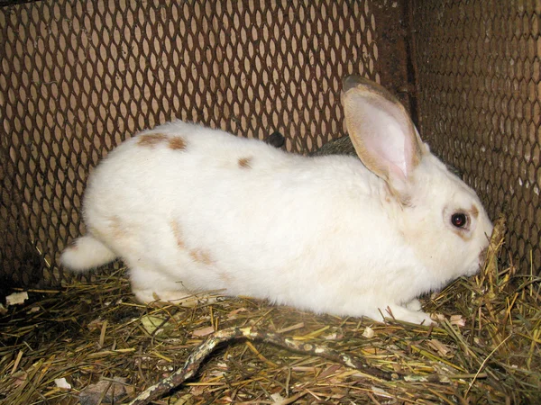 Nice white rabbit in the bar — Stock Photo, Image