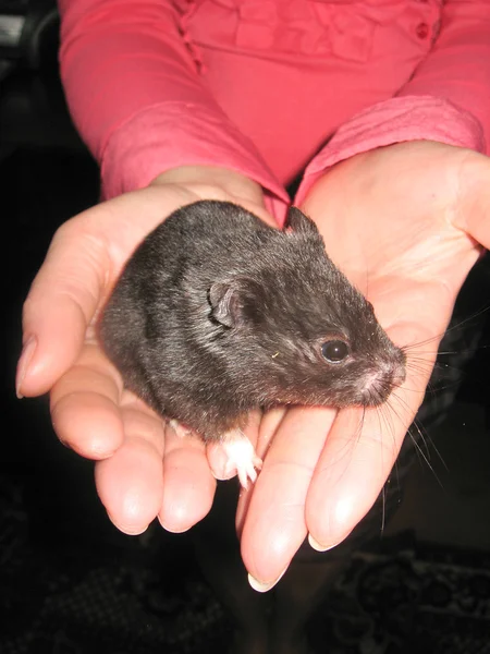 Pequeno hamster preto e agradável nas mãos — Fotografia de Stock