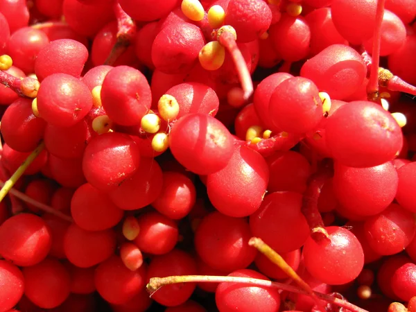 A colheita de schizandra vermelho — Fotografia de Stock