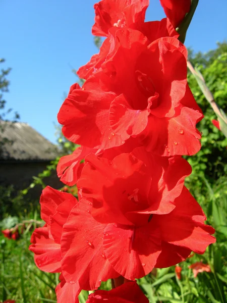 唐菖蒲的朵美丽的花 — 图库照片