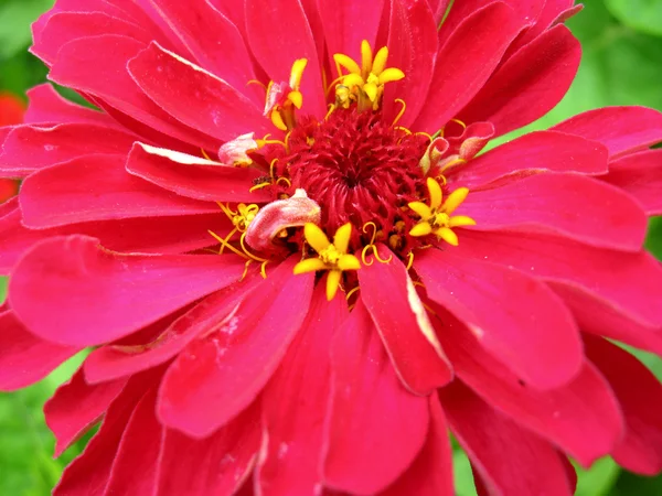 Zinnia vermelha e fina — Fotografia de Stock