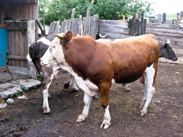 Ox standing in the yard near the cow — Stock Photo, Image