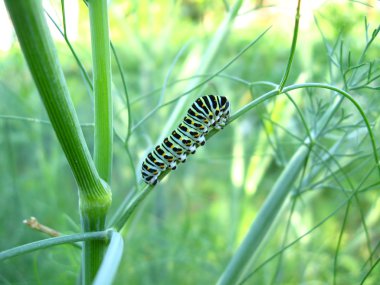 tırtıl kelebek machaon taş