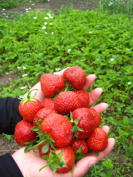 满手掌的草莓 — 图库照片