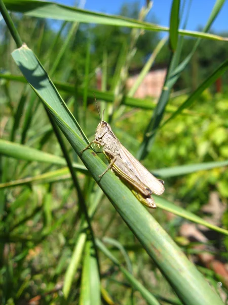 Grå græshoppe sidder på en klinge - Stock-foto