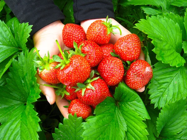 Palmen volledige aardbeien — Stockfoto