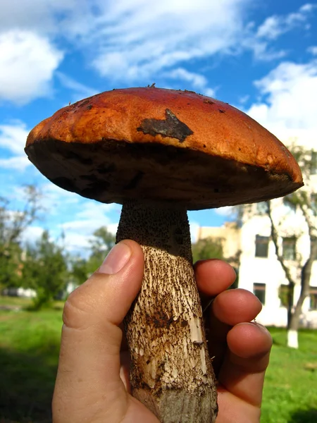 Beautiful and big cep in a hand — Stock Photo, Image