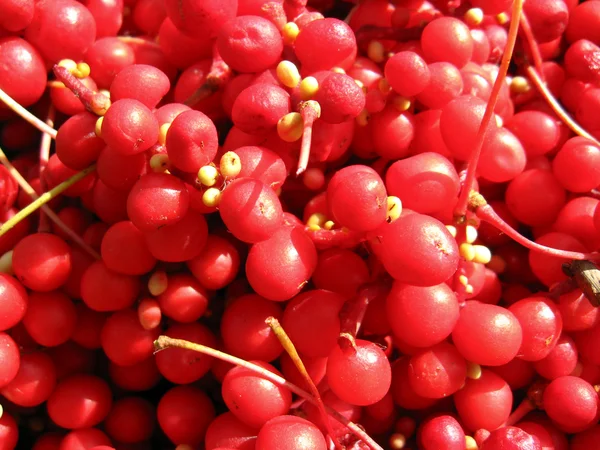 The harvest of red schizandra — Stock Photo, Image