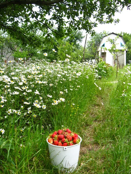 Emmer met een aardbei — Stockfoto