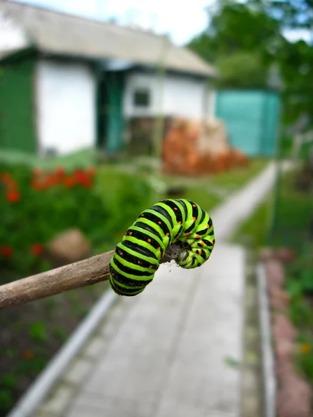 Caterpillar of the butterfly machaon — Stock Photo, Image