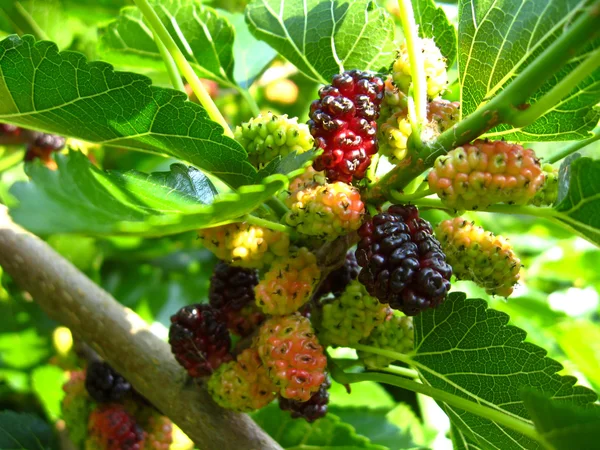 Branch of ripe mulberry — Stock Photo, Image