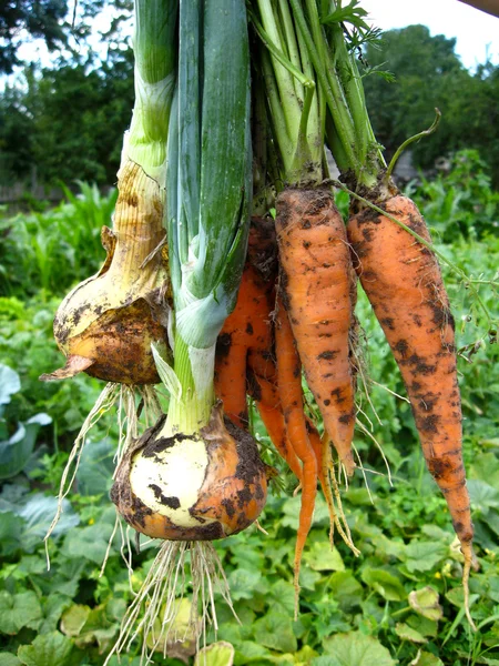 Sekelompok wortel dan daun bawang — Stok Foto