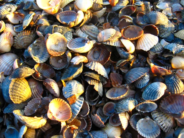 Fundo de areia e cockleshells — Fotografia de Stock