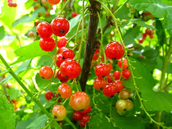 Berries of redcurrant — Stock Photo, Image