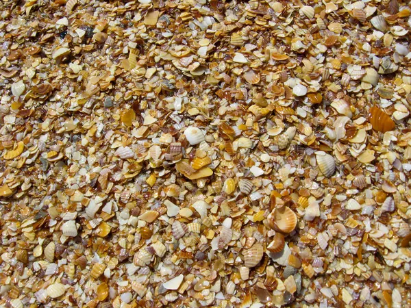 Fundo de areia e cockleshells — Fotografia de Stock