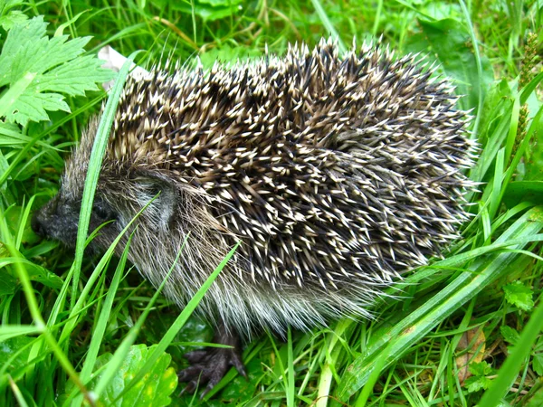 De Egel in een gras — Stockfoto