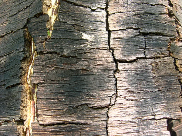 Corteza oscura de un árbol — Foto de Stock