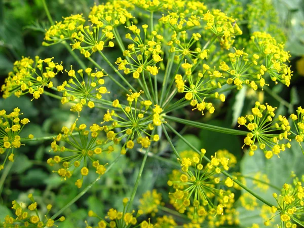 회 향의 노란 꽃 — 스톡 사진