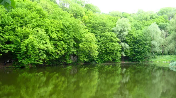 Живописный пейзаж с рекой в лесу — стоковое фото