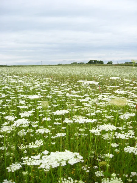 Sommerlandschaft mit Feld weißer Blumen — Stockfoto