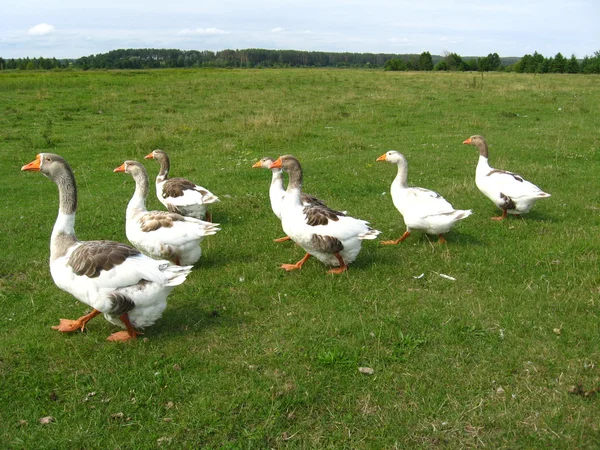 Voo de gansos brancos em um prado — Fotografia de Stock