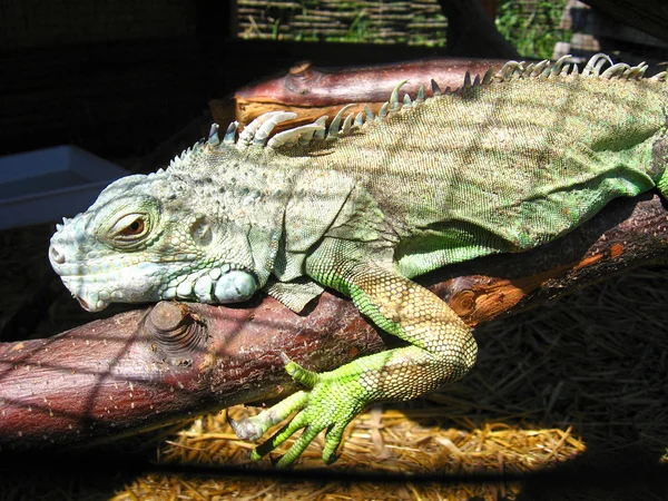 绿色大鬣蜥在动物园 — 图库照片