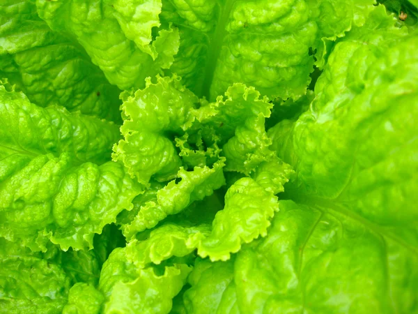 Hojas verdes de lechuga útil — Foto de Stock