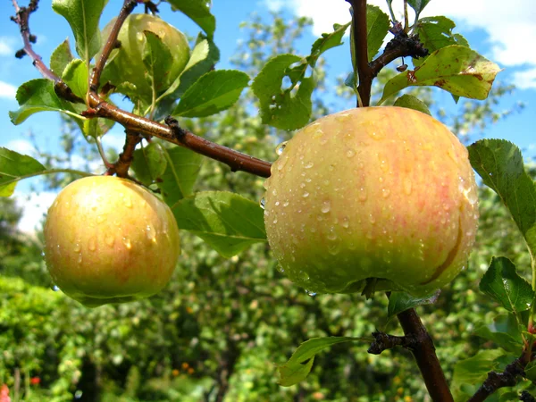 Very tasty and ripe apples — Stock Photo, Image