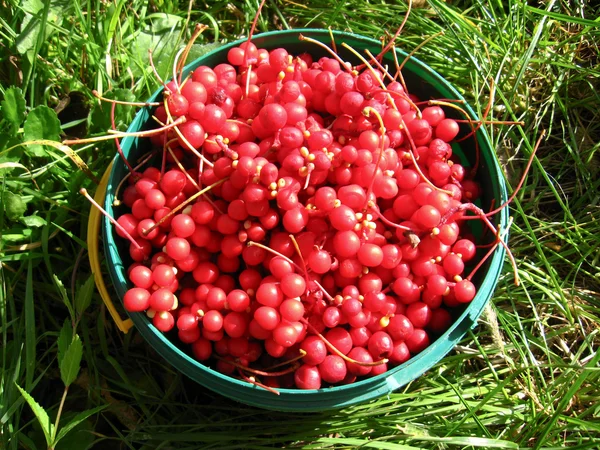 Harvest of red schizandra in bucket — Stock Photo, Image