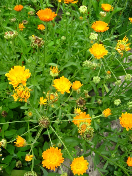 Mooie bloem van geel calendula — Stockfoto