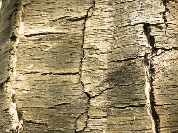 Corteza oscura de un árbol — Foto de Stock