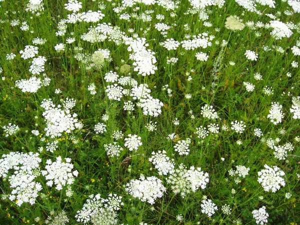 Sommerlandschaft mit Feld weißer Blumen — Stockfoto