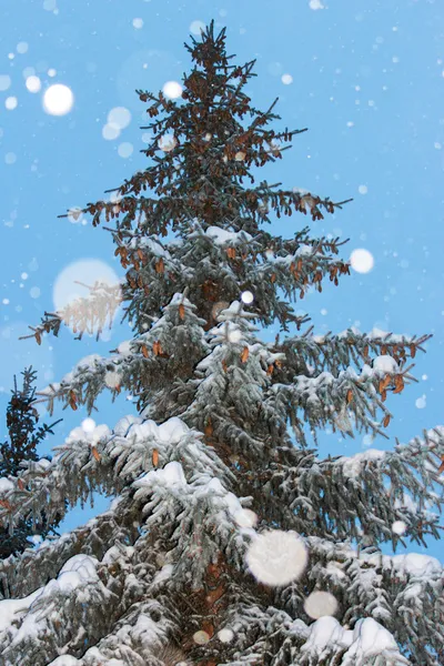 Pele-árvore harmonous com flocos de neve — Fotografia de Stock