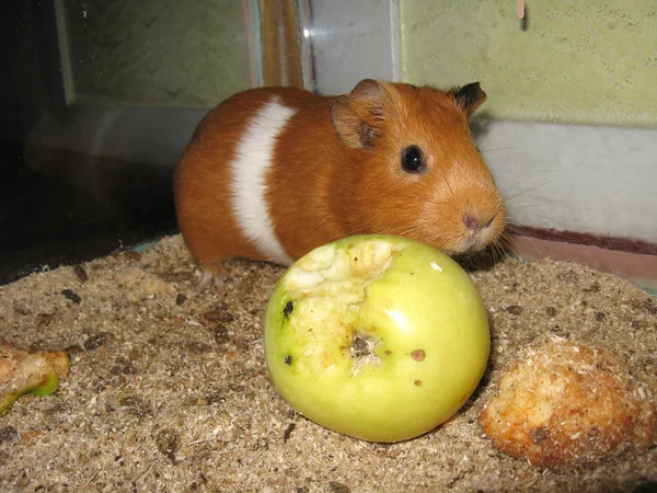 Little beautiful brown guinea-pig with apple — Zdjęcie stockowe