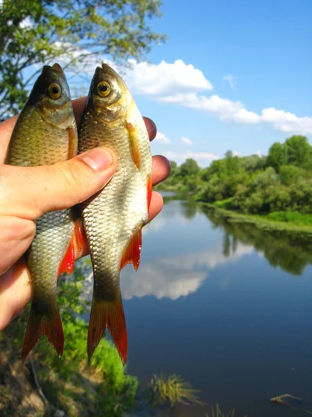 Two caught ruddes in a hand — Stock Photo, Image