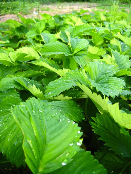 Fundo verde de folhas de um morango — Fotografia de Stock