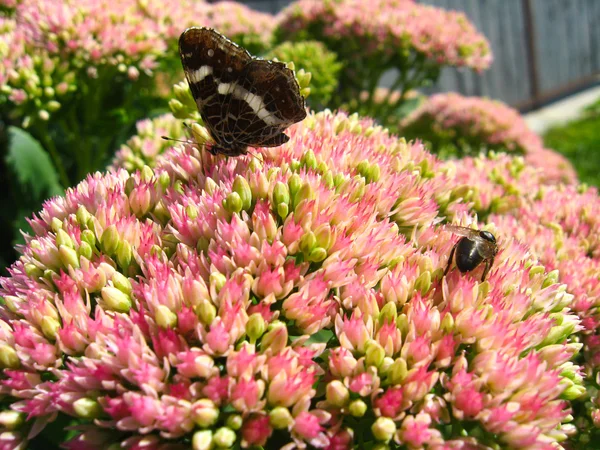 Mariposa y abeja recolectando néctar en la flor —  Fotos de Stock