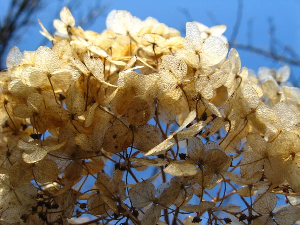 Some beautiful dry flowers — Stock Photo, Image