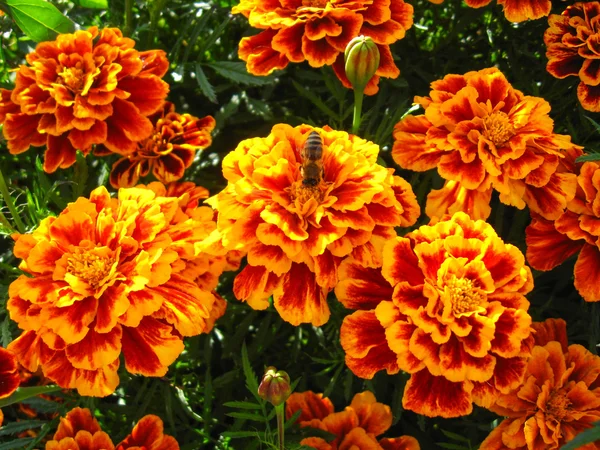 Krásné květiny tagetes — Stock fotografie