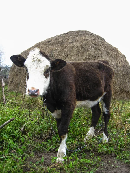 Kalv stående på fältet — Stockfoto