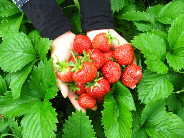 Palmen vol aardbeien — Stockfoto