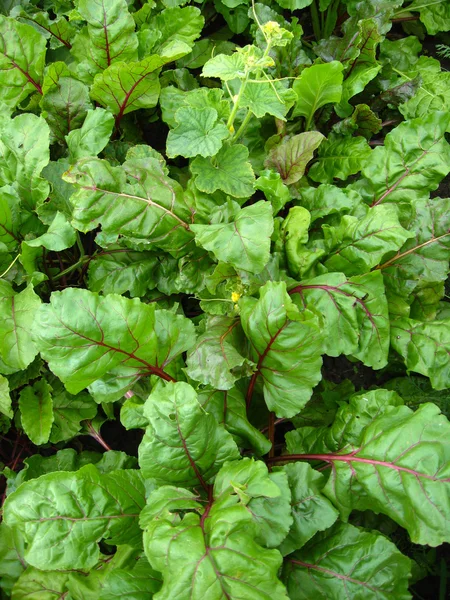 Green bed of the fresh beet — Stock Photo, Image