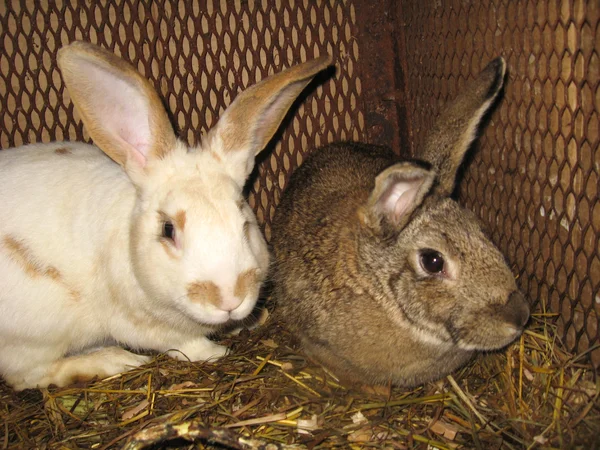 A pair of nice rabbit — Stok fotoğraf