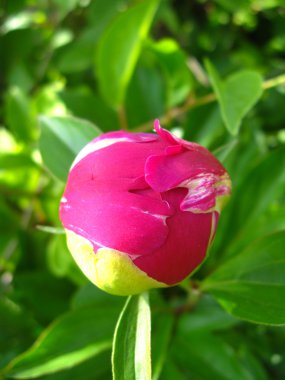 Not dismissed bud of a peony clipart