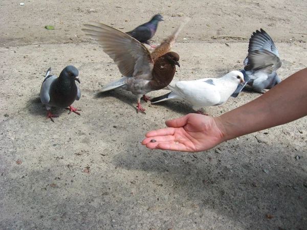 Die Hand füttert die Tauben — Stockfoto